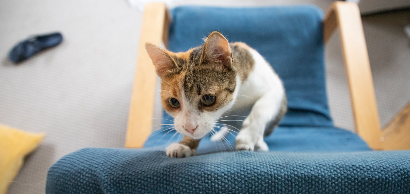 How to Stop Your Cat Destroying the Furniture