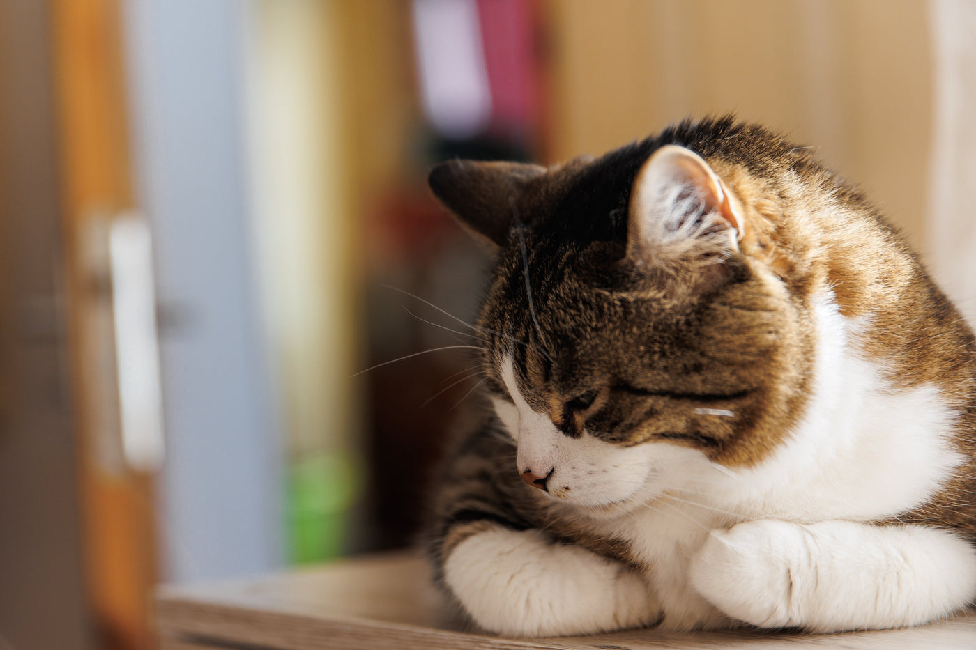 9 Ways to Stop Your Indoor Cat Getting Bored