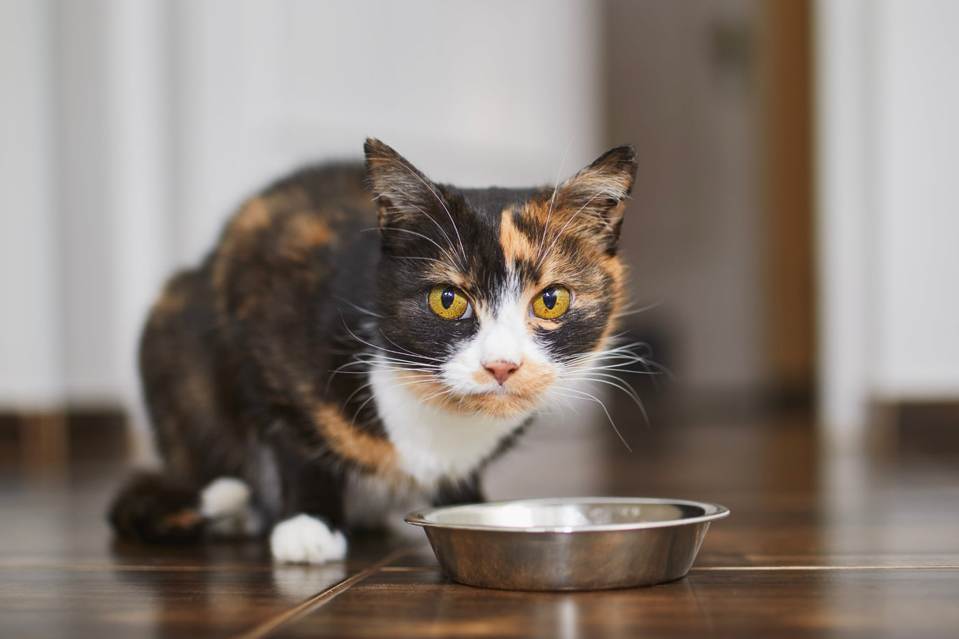 Why Your Cat Won't Drink Enough Water