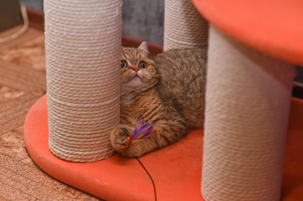 Scratchers & Cat Trees